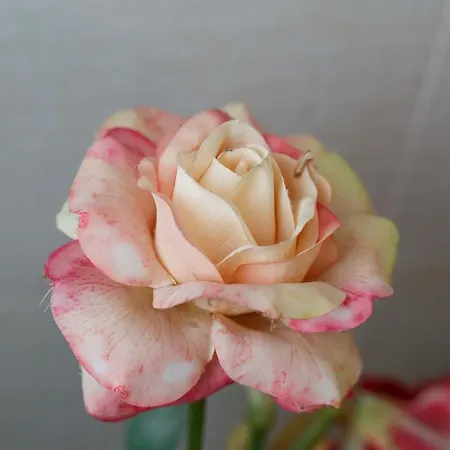 Bed & Breakfast Sweet 4*